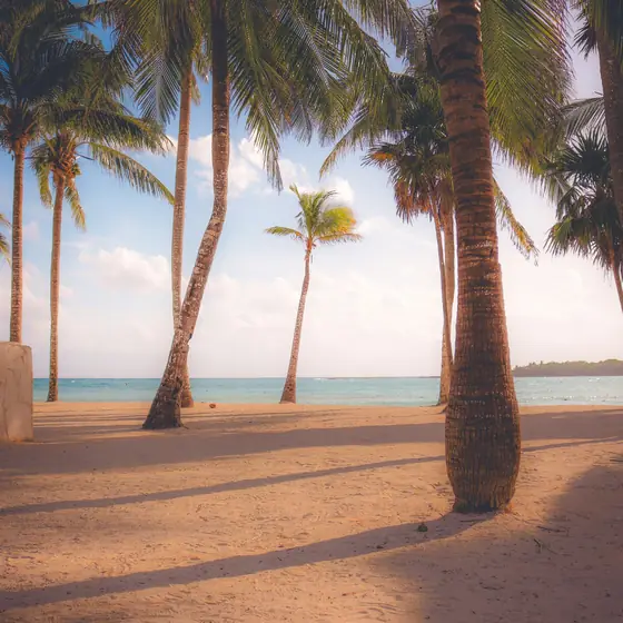 Praia de areia branca com coqueiros em Cancún
